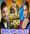 Gulari Ke Phool
